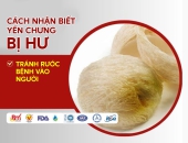 Cách nhận biết yến chưng bị hư – Tránh rước bệnh vào người